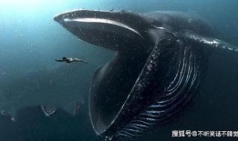 蓝鲸黑肉爆料视频大全集,视频大全集深度剖析